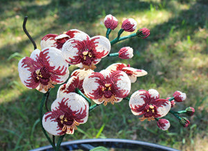 Ivory and Burgundy Moth Orchid (Phalaenopsis) - SOLD