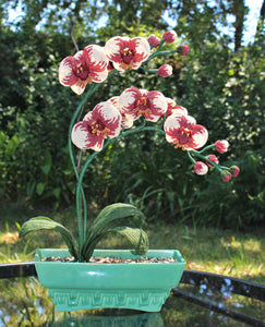 Ivory and Burgundy Moth Orchid (Phalaenopsis) - SOLD