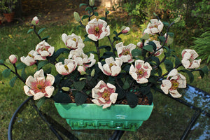 Fay Wray (Very Large Tulip Magnolia Arrangement) - SOLD