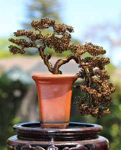 leafy bonsai tree Leafy Semi-Cascade Han-Kengai Bonsai – Forests and Flowers