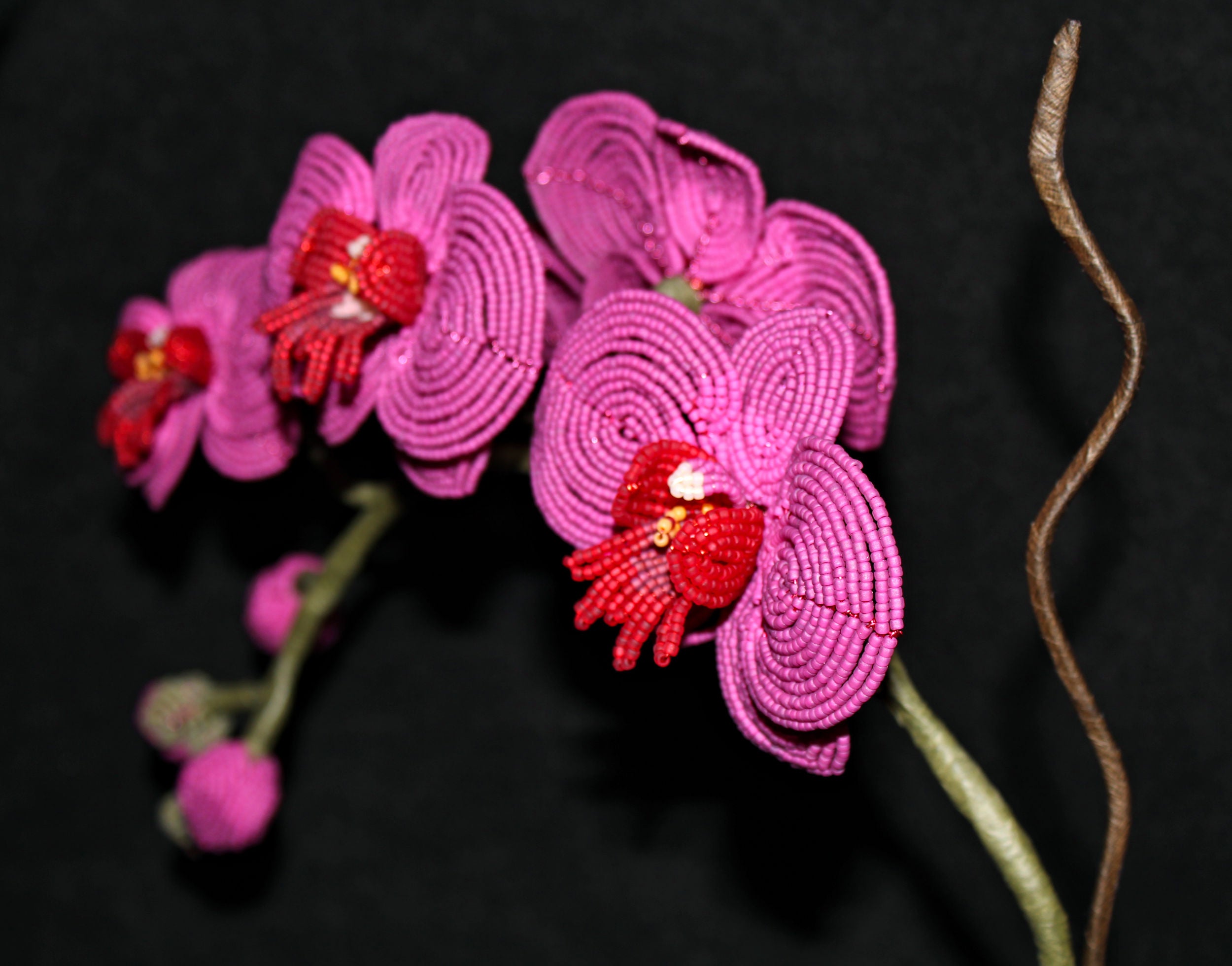 Vibrant Pink Moth Orchid (Phalaenopsis) - SOLD