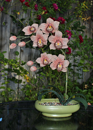 Pinksilver Cymbidium Orchid - SOLD