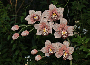 Pinksilver Cymbidium Orchid - SOLD